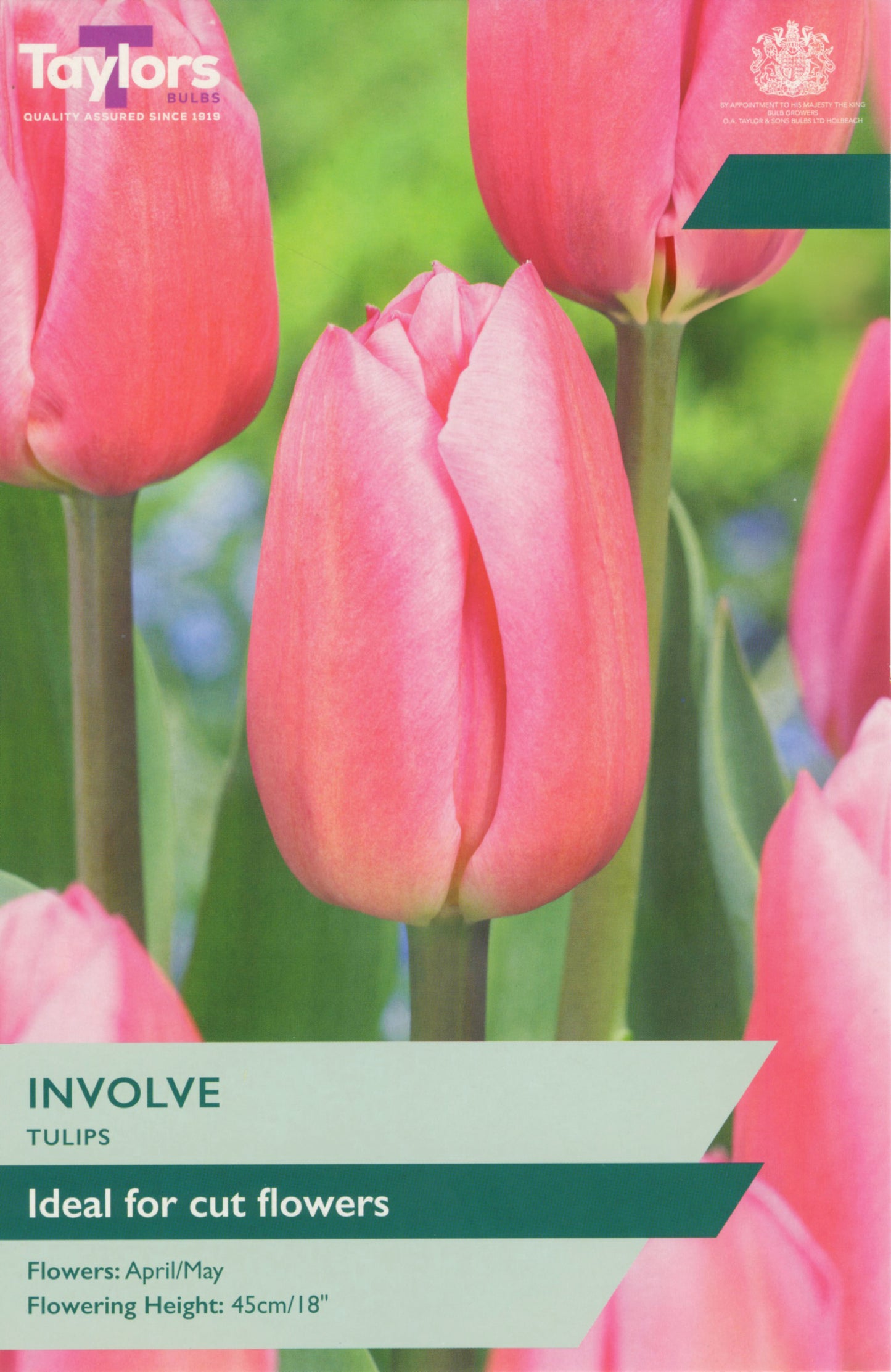 Taylors Bulbs - Tulip Involve - 11-12