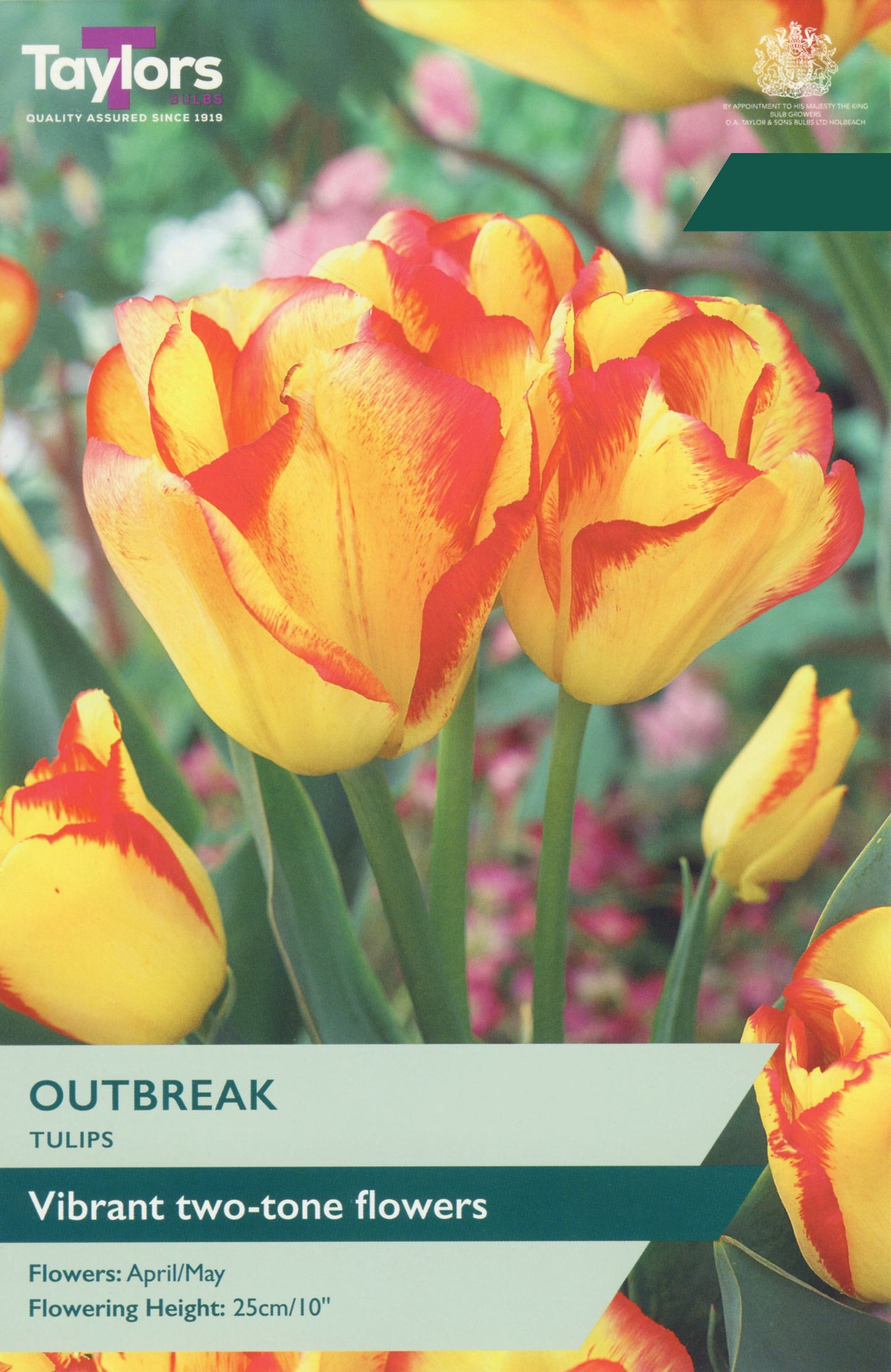 Taylors Bulbs Tulip Outbreak retail pack showing a close-up of vibrant yellow tulips with striking red flamed edges blooming on compact stems.