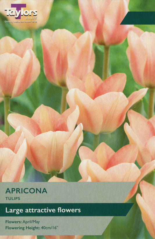 Taylors Bulbs Apricona Tulips