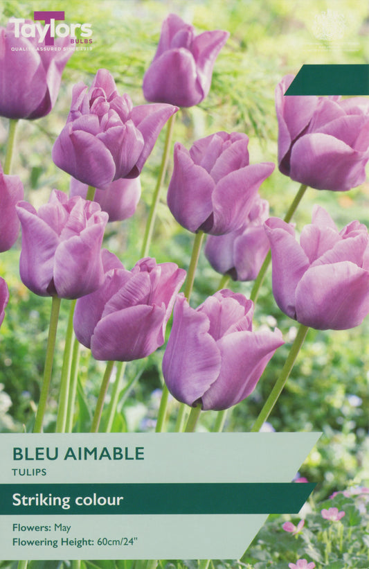 Tulip Bleu Aimable