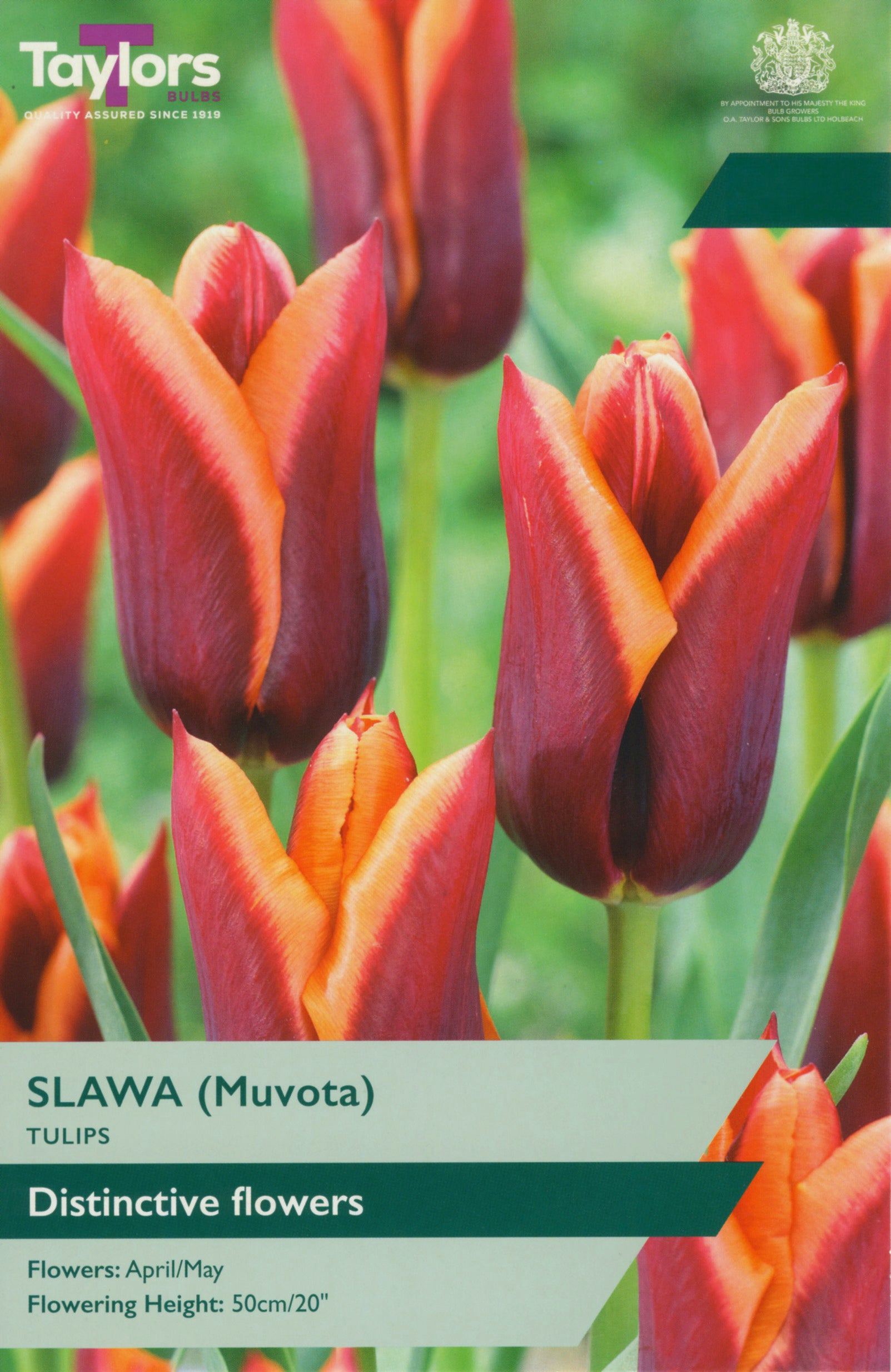 Pre Packs Tulip Slawa (Muvota) 11-12 