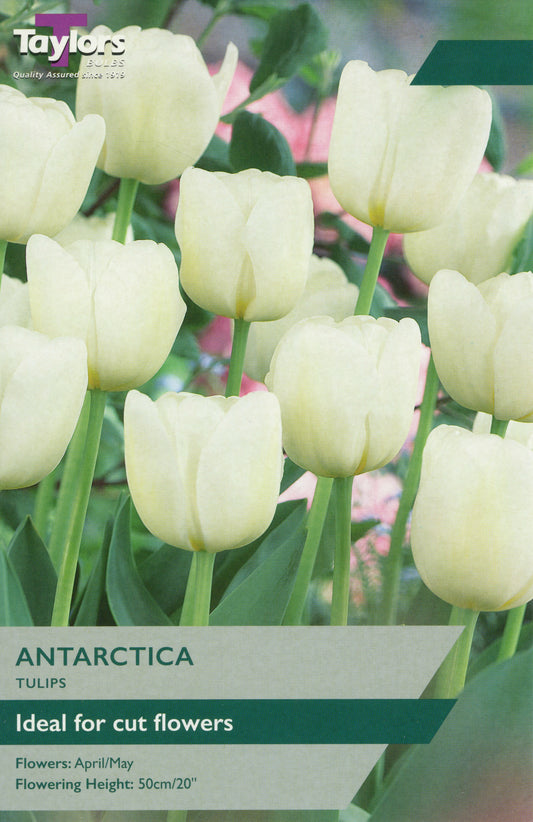 Taylors Bulbs Antarctica Tulips