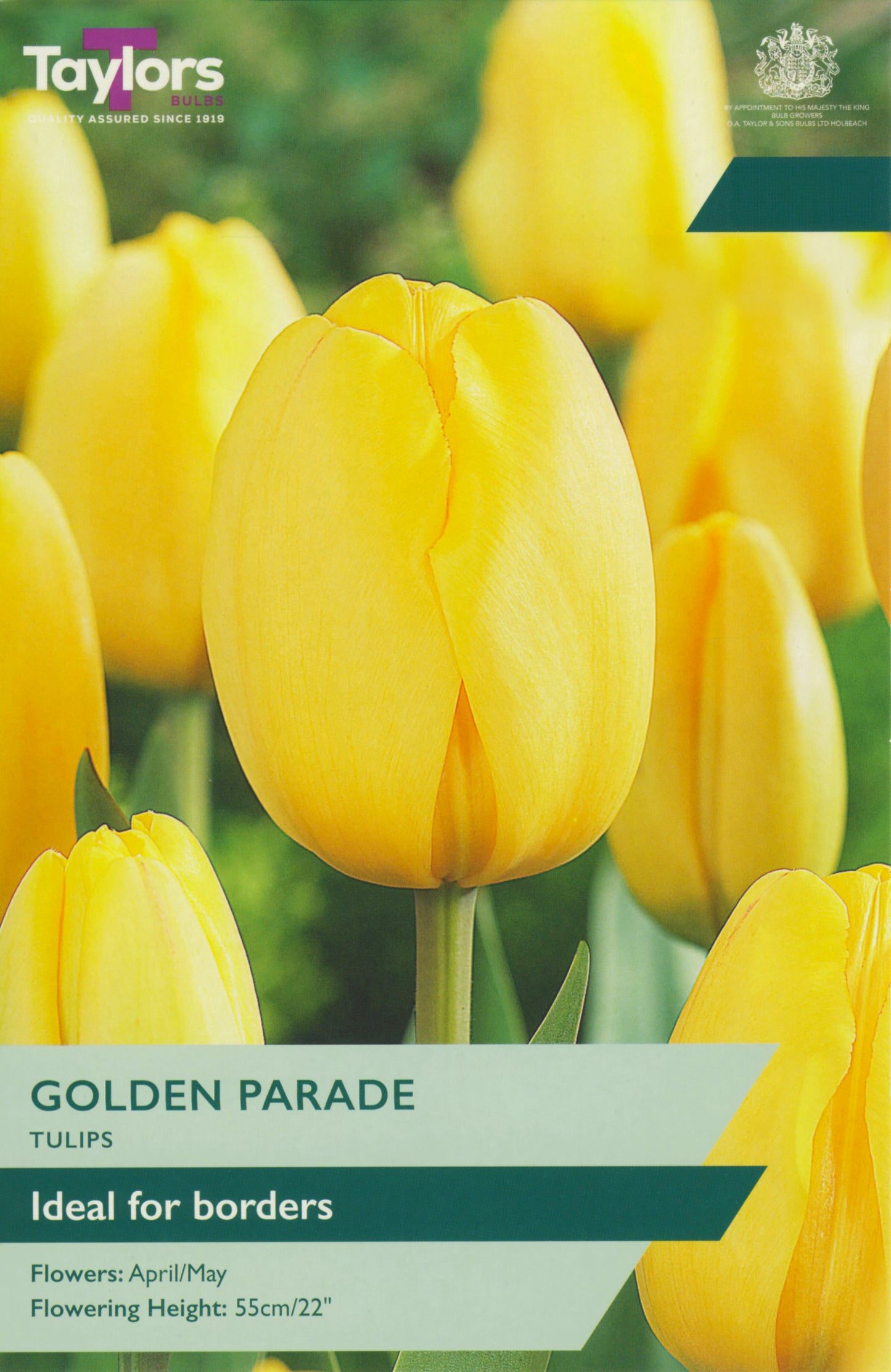 Taylors Bulbs - Tulip Golden Parade - 11-12