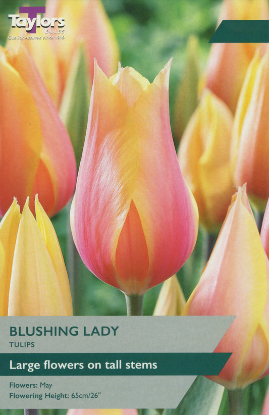 Taylors Bulbs Blushing Lady Tulips