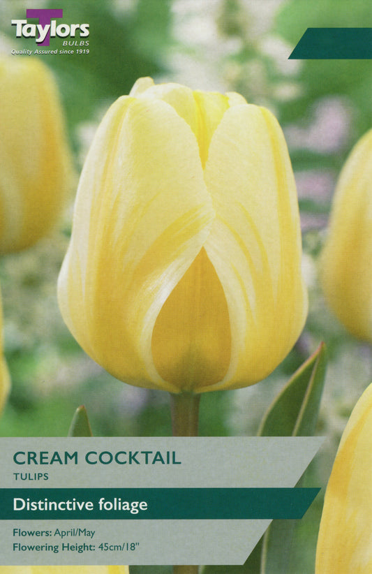 Taylors Bulbs Cream Cocktail Tulips 8-Pack