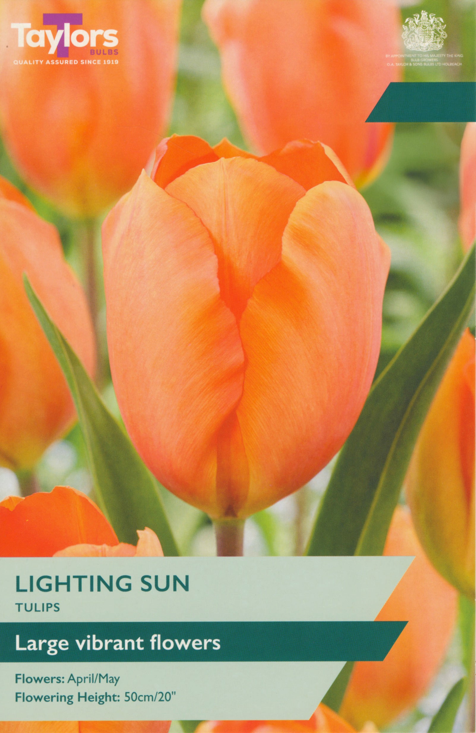 Taylors Bulbs - Tulip Lighting Sun - 11-12