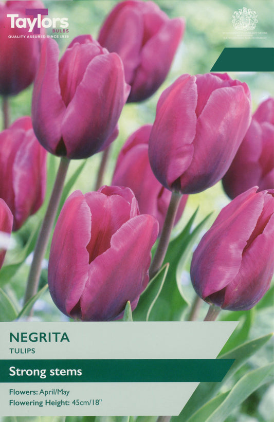 Taylors Bulbs Tulip Negrita pack showing deep purple tulip flowers with strong stems blooming in April and May at 45cm height.