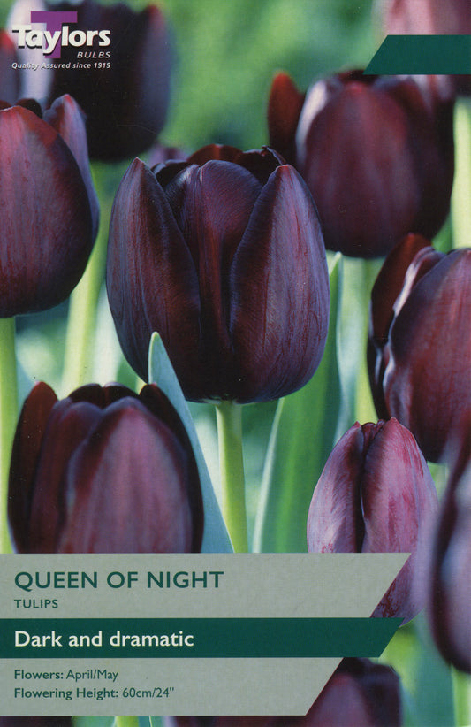 Queen of the Night Tulip Pre-Pack