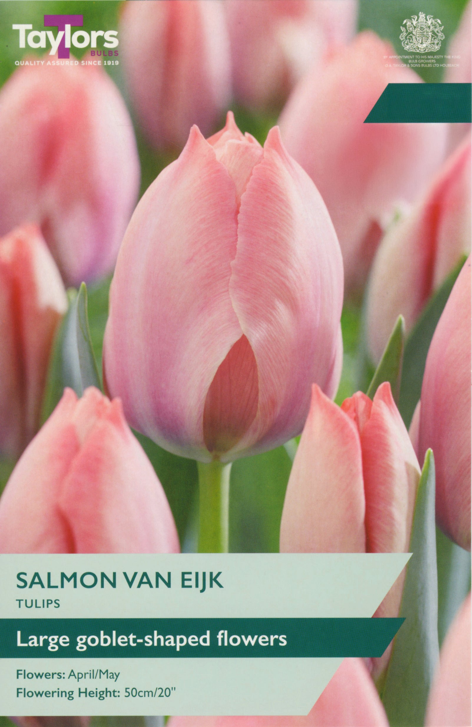 Taylors Bulbs - Tulip Salmon Van Eijk - 12Up
