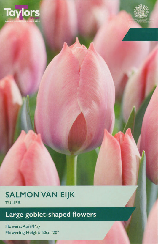 Taylors Bulbs - Tulip Salmon Van Eijk - 12Up