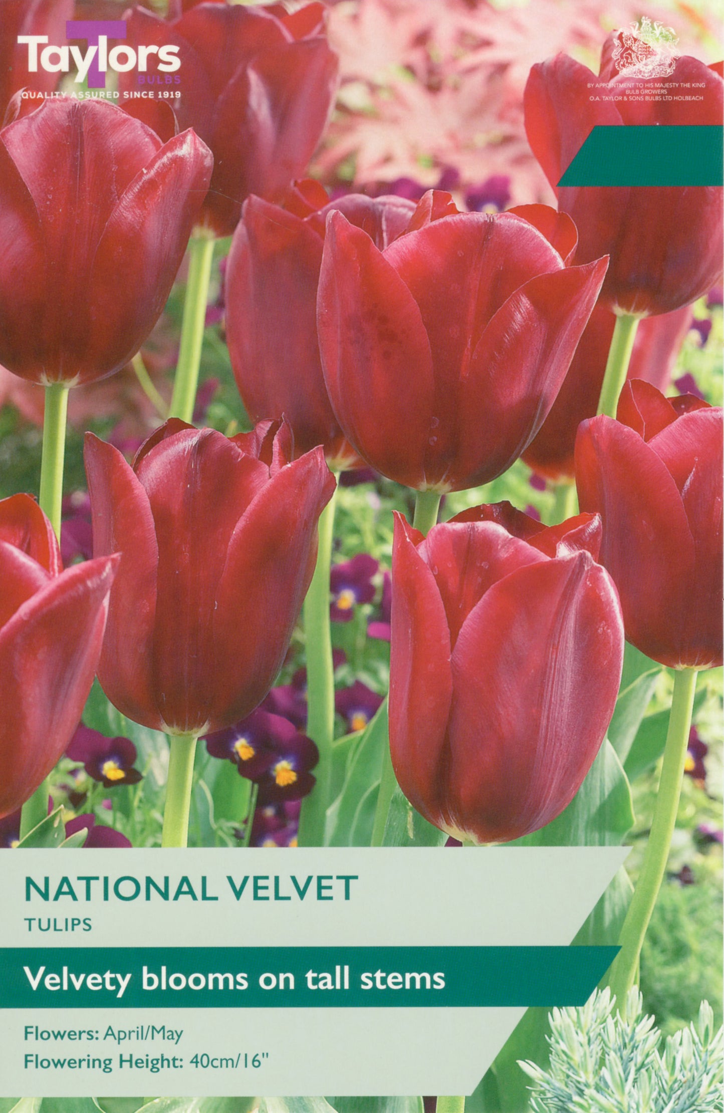 Tulip National Velvet