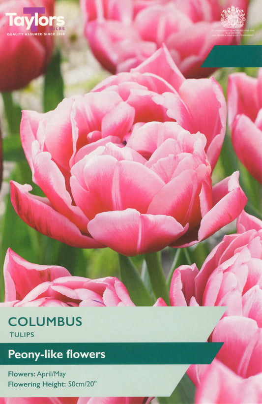 TULIP COLUMBUS