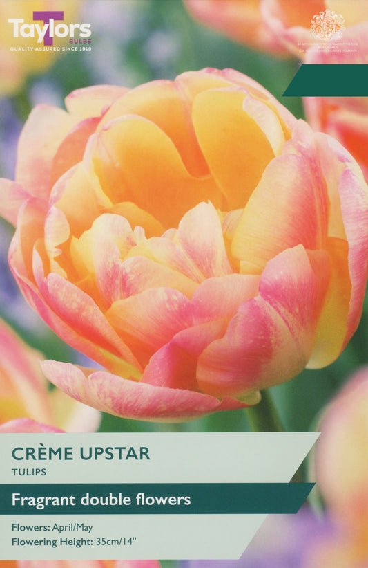 Taylors Bulbs Tulip Crème Upstar packet showing a close-up of a fragrant pink and cream double tulip flower blooming at 35cm height.