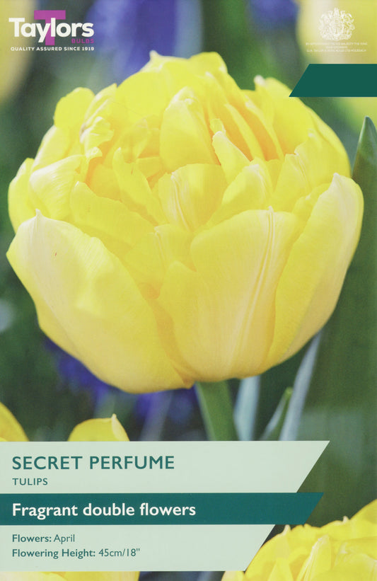 Taylors Bulbs Tulip Secret Perfume pack showing a close-up of a fully double, fragrant yellow tulip flower blooming on a strong green stem.