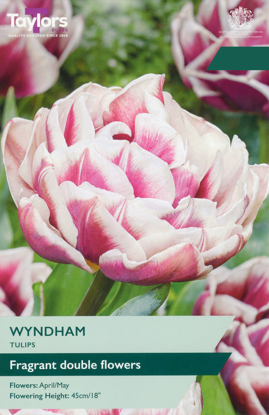 Taylors Bulbs Tulip Wyndham retail pack showing a close-up of a fully double, fragrant maroon-purple tulip flower with distinct white margins.