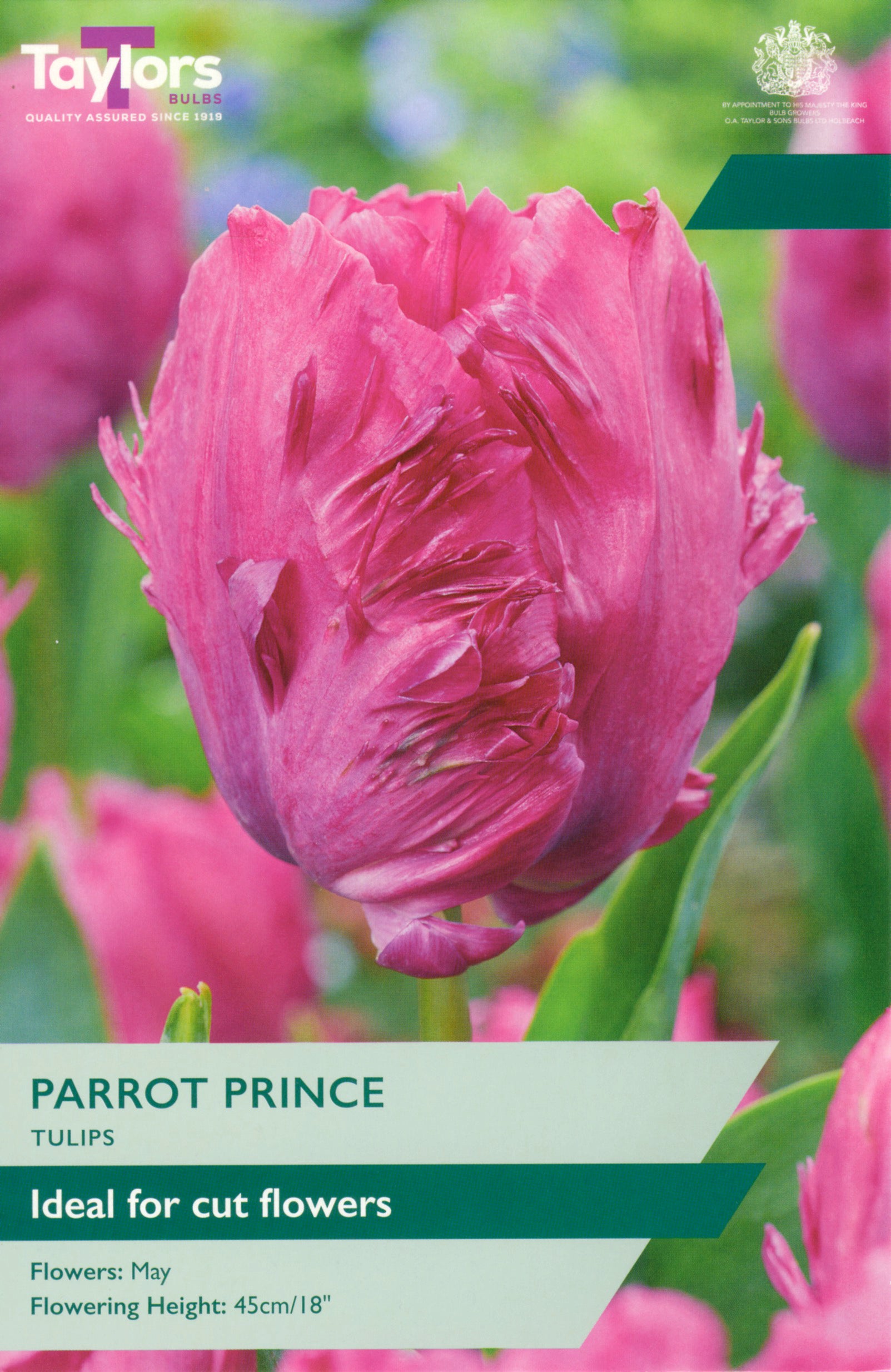 Tulip Parrot Prince