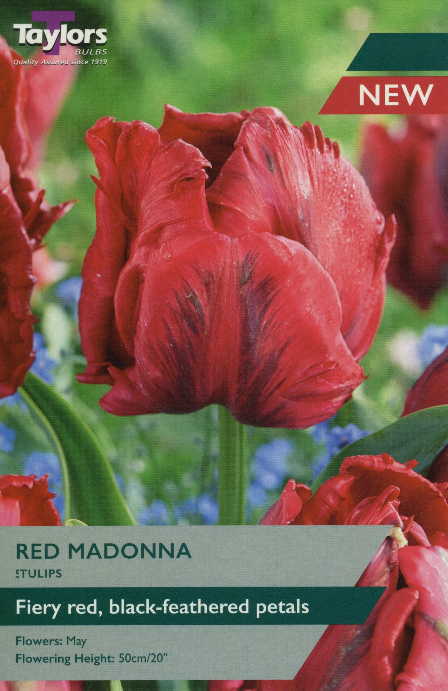 Red Madonna Tulip Pre Pack