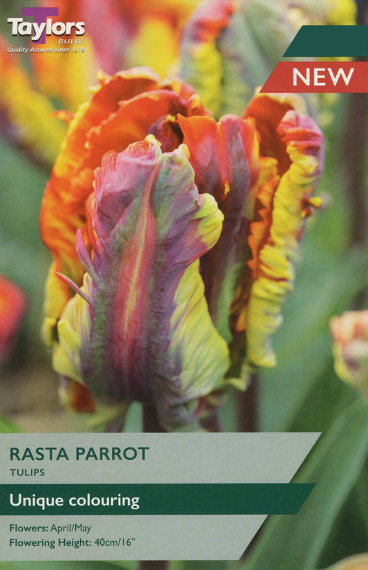 Taylors Bulbs Rasta Parrot Tulip Pre-Pack