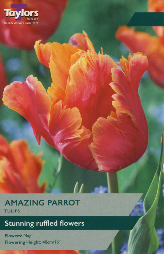 Amazing Parrot Tulip Pre-Pack