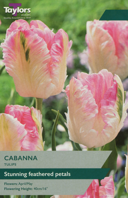 Taylors Bulbs Cabanna Tulip Pre-Pack
