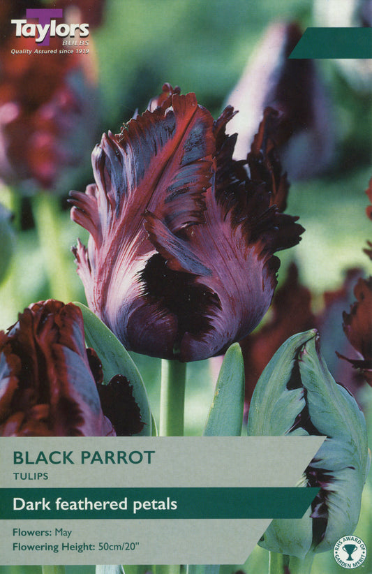 Taylors Bulbs Black Parrot Tulip Pre-Pack