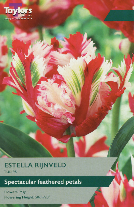 Estella Rijnveld Tulip Pre-Pack