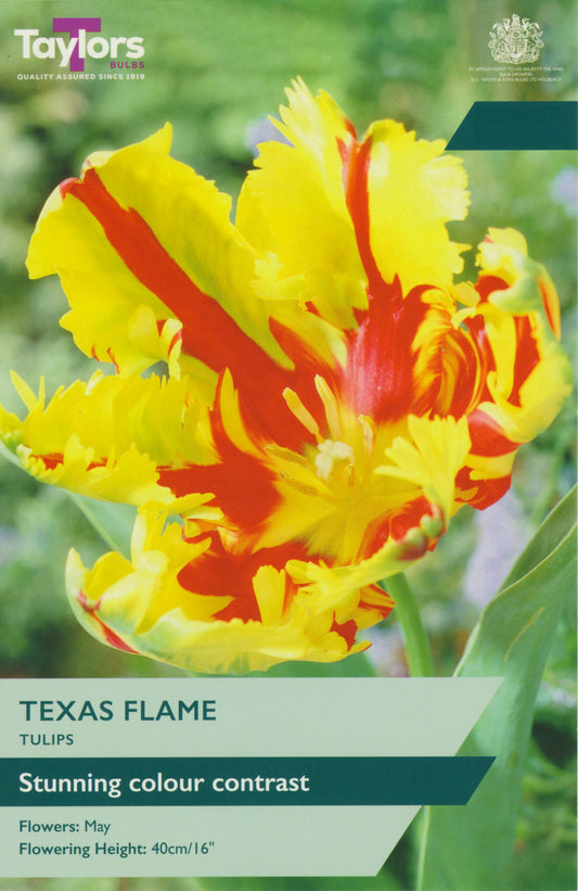 Tulip Texas Flame 11-12 P/P
