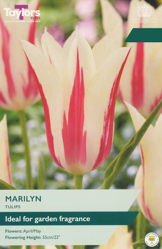 Taylors Bulbs Tulip Marilyn retail pack showing a close-up of a fragrant white lily-flowered tulip with distinctive pink flamed stripes.