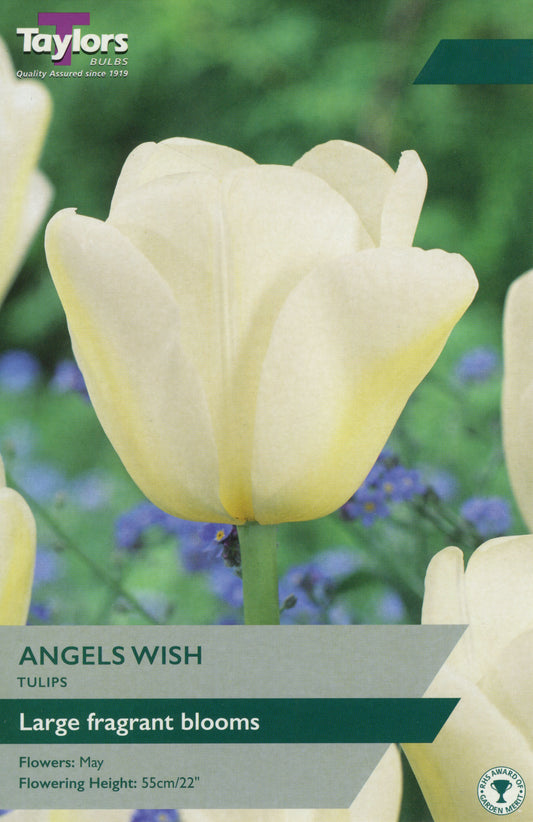 Angels Wish Tulip Pre-Pack