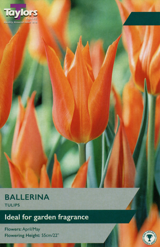 Taylobs Bulbs Ballerina Tulip Pre-Pack