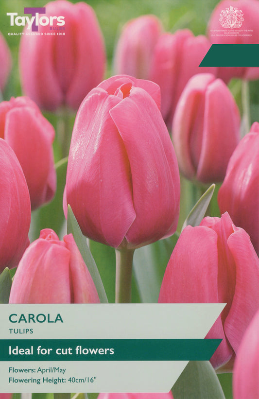 Taylors Bulbs Tulip Carola pre-pack showing a selection of robust, deep rose pink tulips growing upright on sturdy stems at a 40cm height.