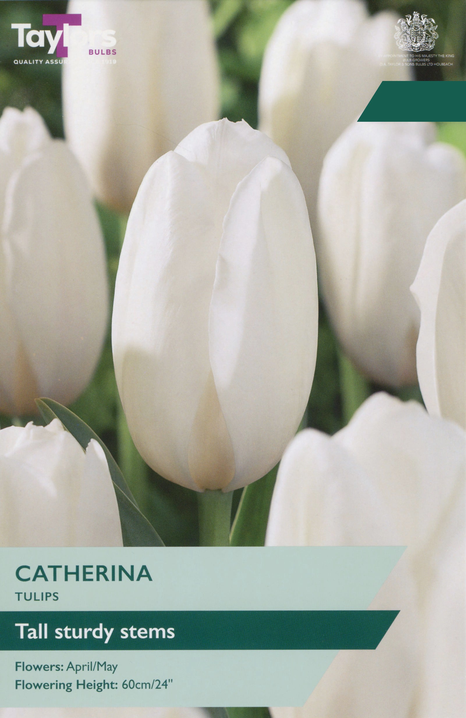 Taylors Bulbs Tulip Catherina pack showing a close-up of tall, elegant white tulips growing on sturdy stems at a 60cm height.