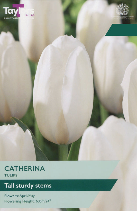 Taylors Bulbs Tulip Catherina pack showing a close-up of tall, elegant white tulips growing on sturdy stems at a 60cm height.