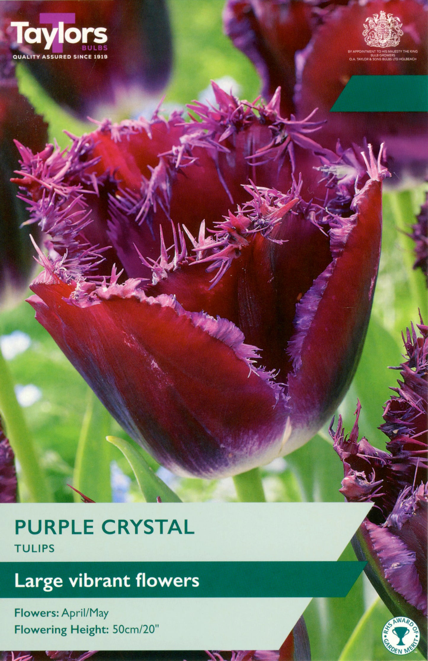 Taylors Bulbs - Tulip Purple Crystal - 11-12