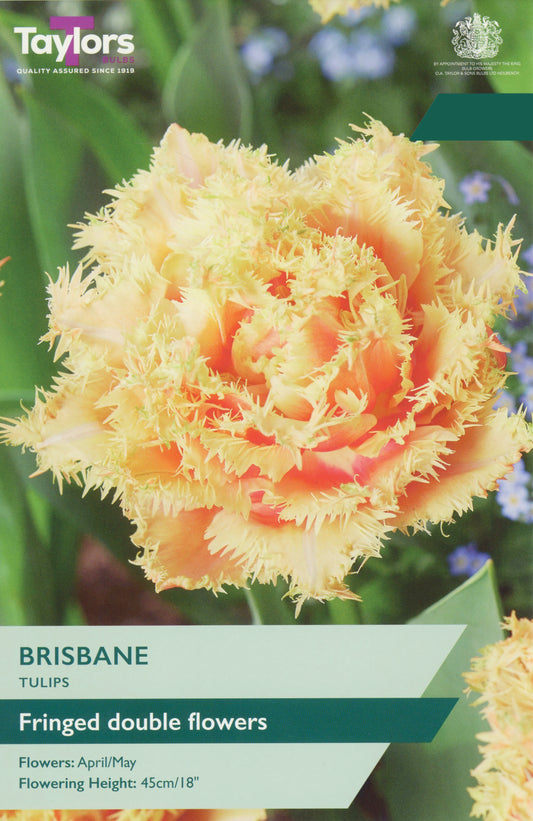Taylors Bulbs Tulip Brisbane retail pack showing a close-up of a fully double peach and yellow tulip with distinctive fringed petal edges.