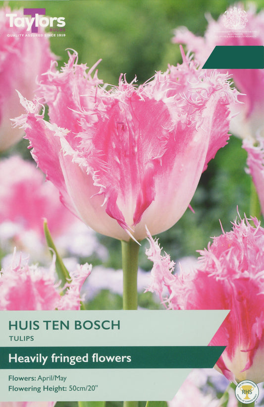 Taylors Bulbs Tulip Huis Ten Bosch retail pack showing a close-up of a pink and white tulip with heavily fringed crystalline petal edges.