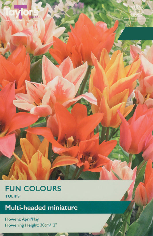 Taylors Bulbs Tulip Fun Colours pack showing a dense, multi-headed display of compact orange, yellow, and flamed tulips on sturdy green stems.