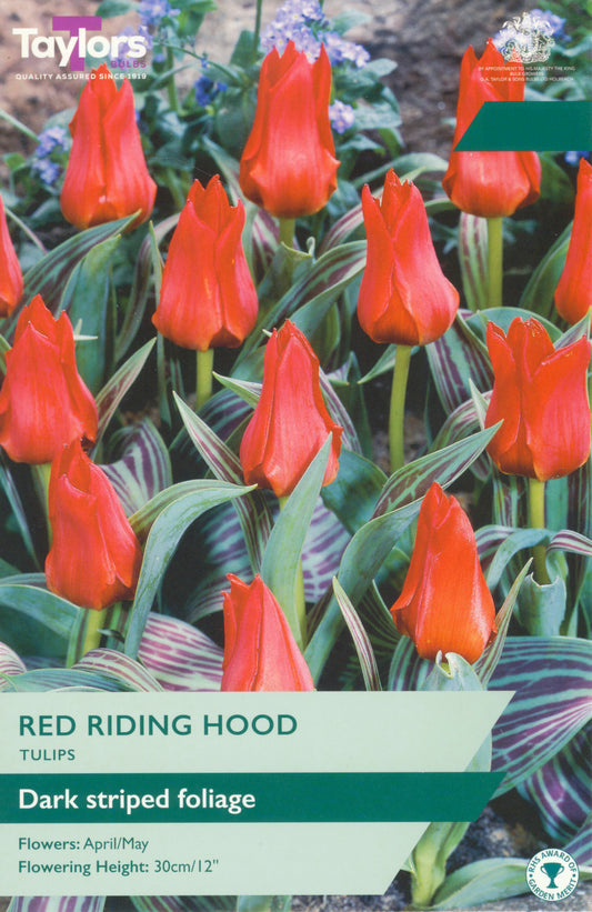 Tulip Red Riding Hood 10-11 P/P