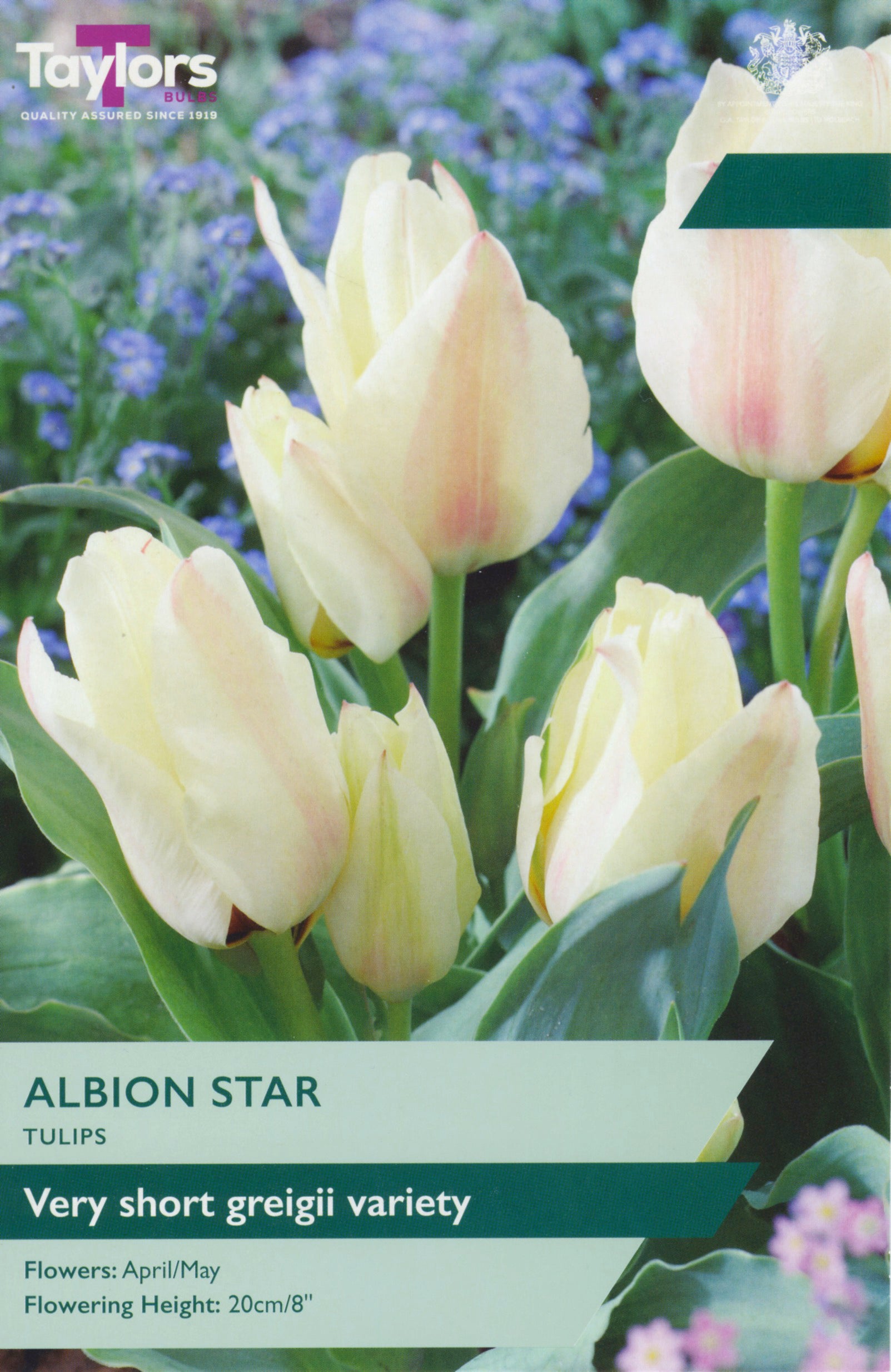 Tulip Albion Star