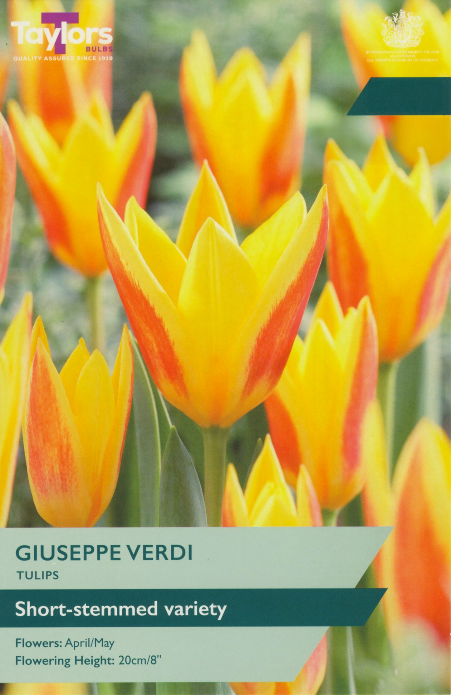 Taylors Bulbs - Tulip Giuseppe Verdi - 10-11