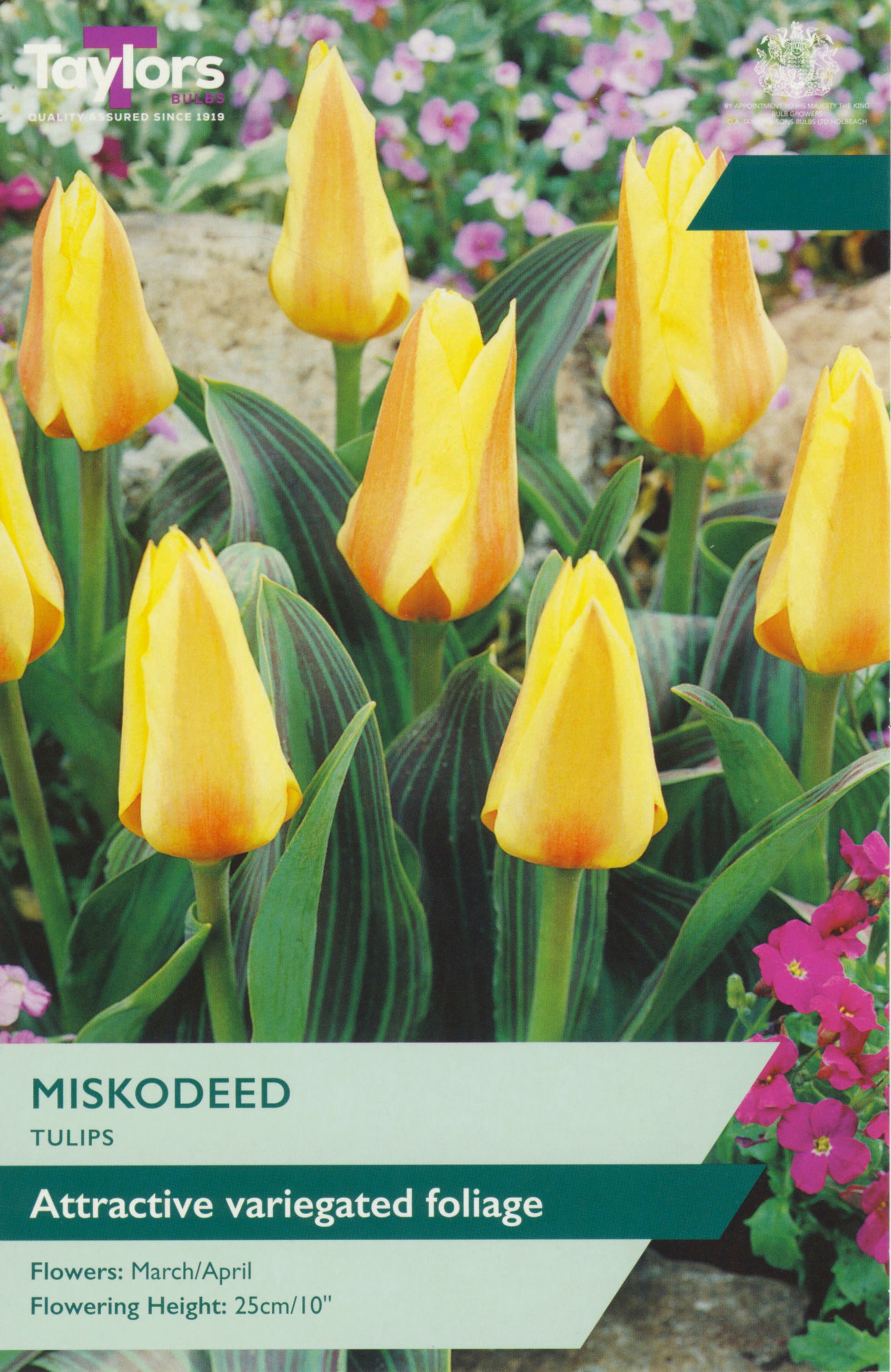 Tulip Miskodeed