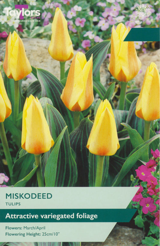 Tulip Miskodeed