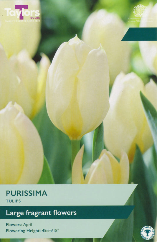 Tulip White Emperor 10-11 P/P