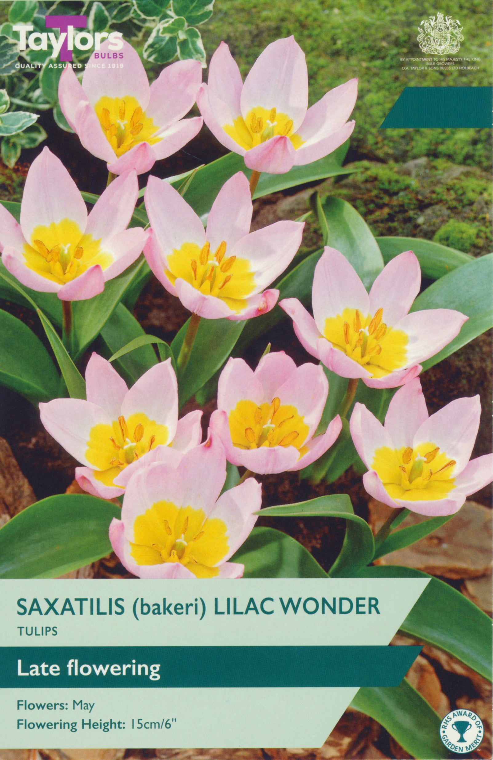 Tulip Bakeri Lilac Wonder 5-7 P/P