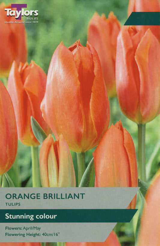Orange Brilliant Tulip