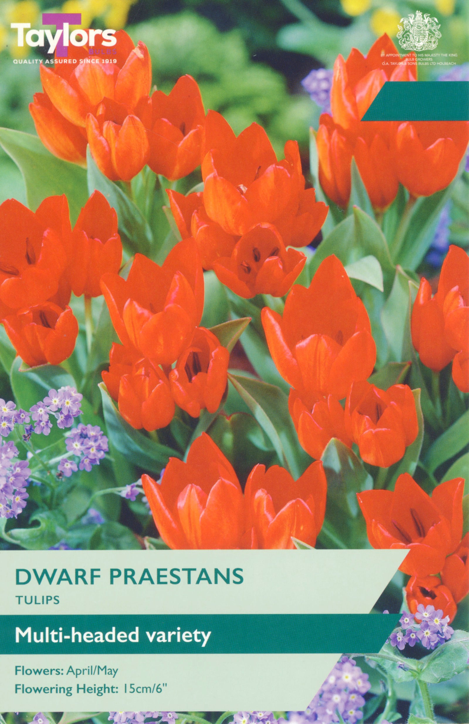 Pre Packs Tulip Dwarf Praestans 8Up 