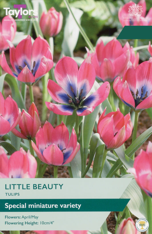 Taylors Bulbs Tulip Little Beauty pack showing a close-up of compact pink tulips open to reveal a striking blue and white center.