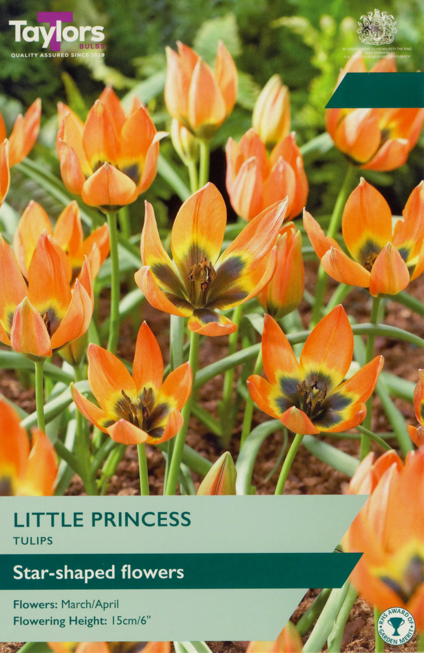 Taylors Bulbs - Tulip Little Princess - 6-8