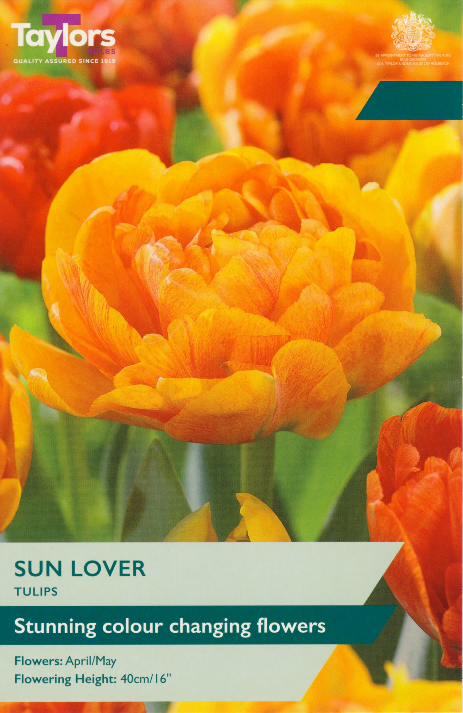 Tulip Sunlover 11-12 P/P