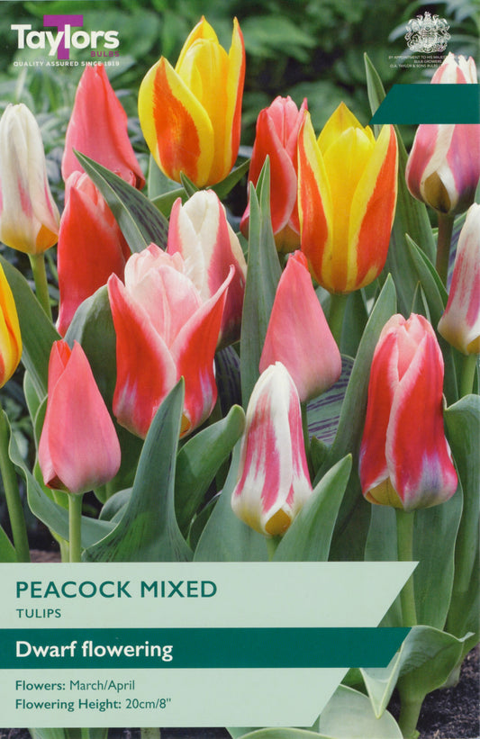 Tulip Peacock Mixed 8Up P/P